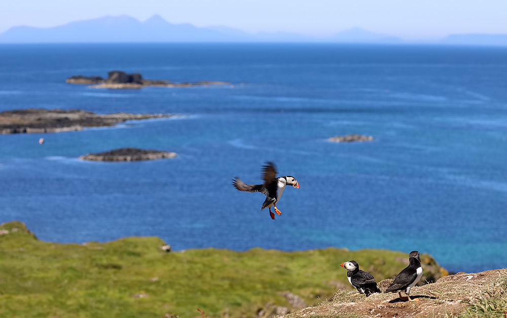 Puffins, Lunga